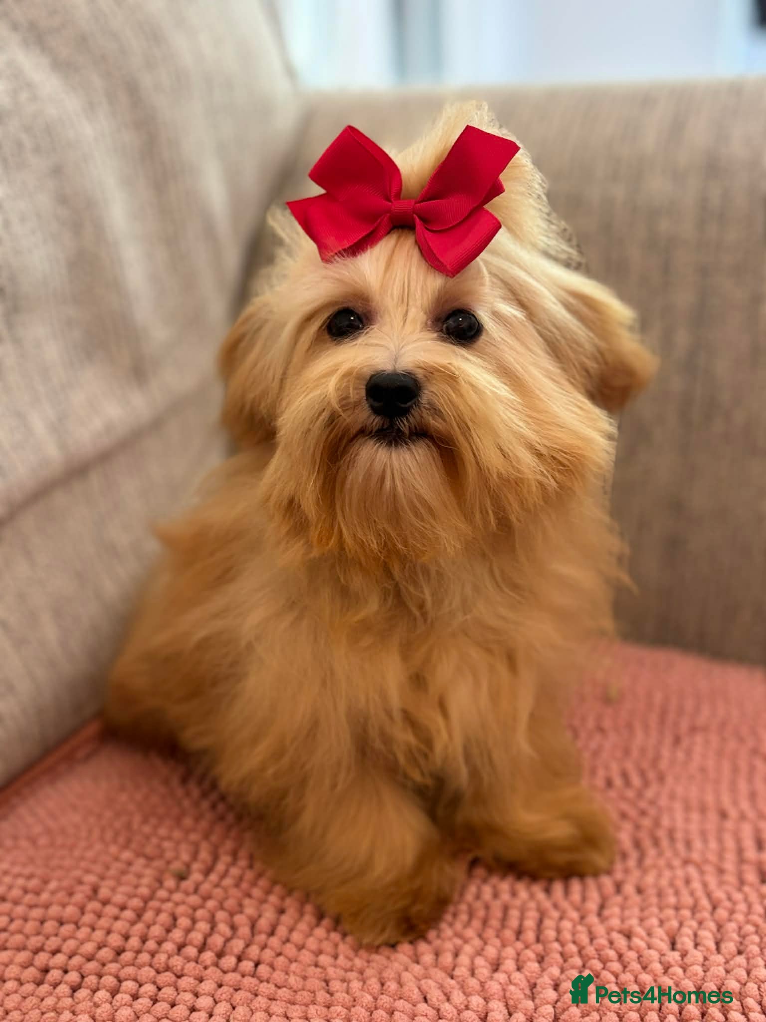 Maltipoo dogs Gorgeous maltipoo puppy deep apricot Golden Girl - Advert 12