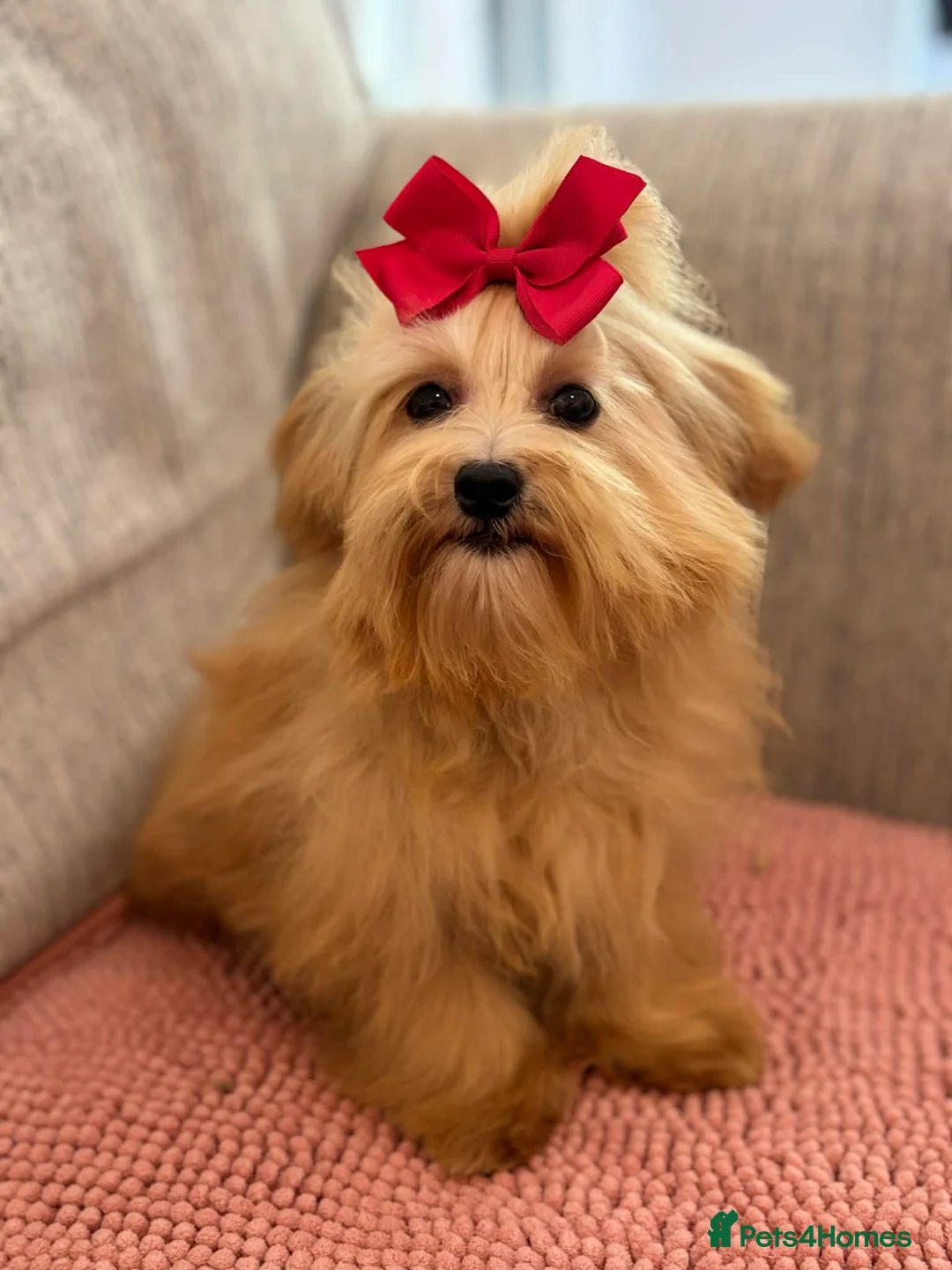 Maltipoo dogs for sale: Gorgeous maltipoo puppy deep apricot Golden Girl - Advert 2