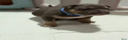 American Bully dogs for sale: 9 beautiful pocket bullies, ABKC registered  - Advert 20