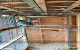 Parrots birds for sale: Beautiful bonded pair.ready.10 mnths old.nr watton - Image 5