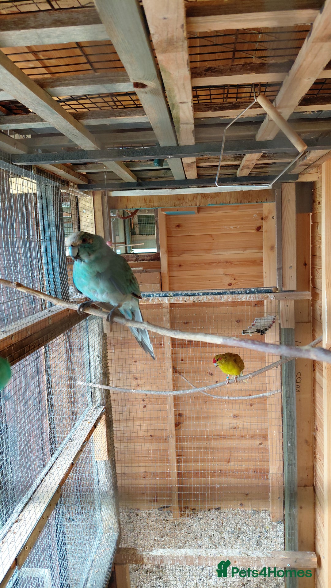 Parrots birds for sale: Beautiful bonded pair.ready.10 mnths old.nr watton - Image 5