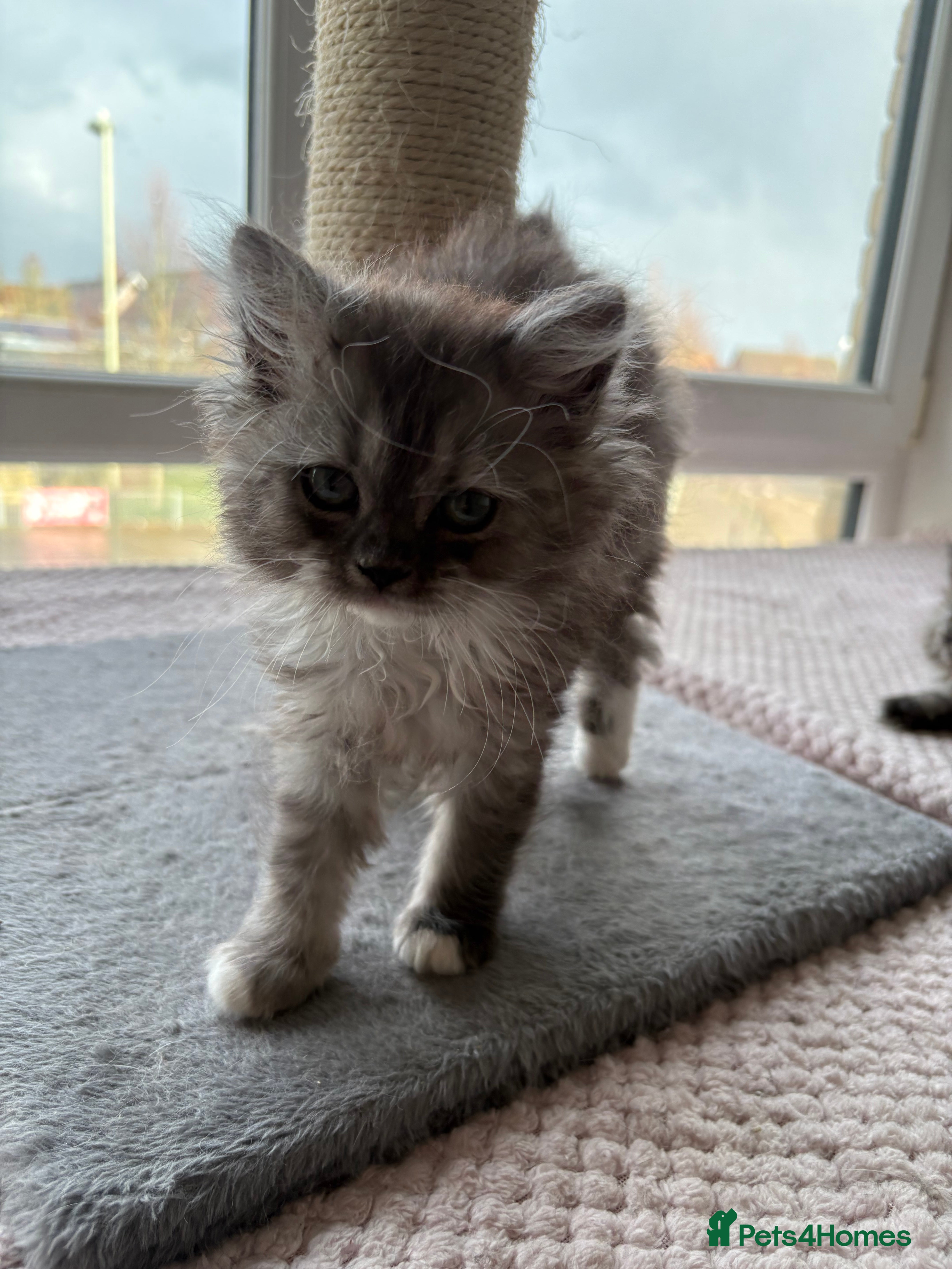 Munchkin cats Persian Munchkin kittens  - Advert 1