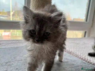 Munchkin cats Persian Munchkin kittens - Advert 1