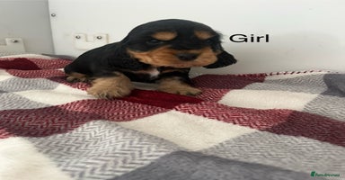 Cocker Spaniel dogs - Advert 10