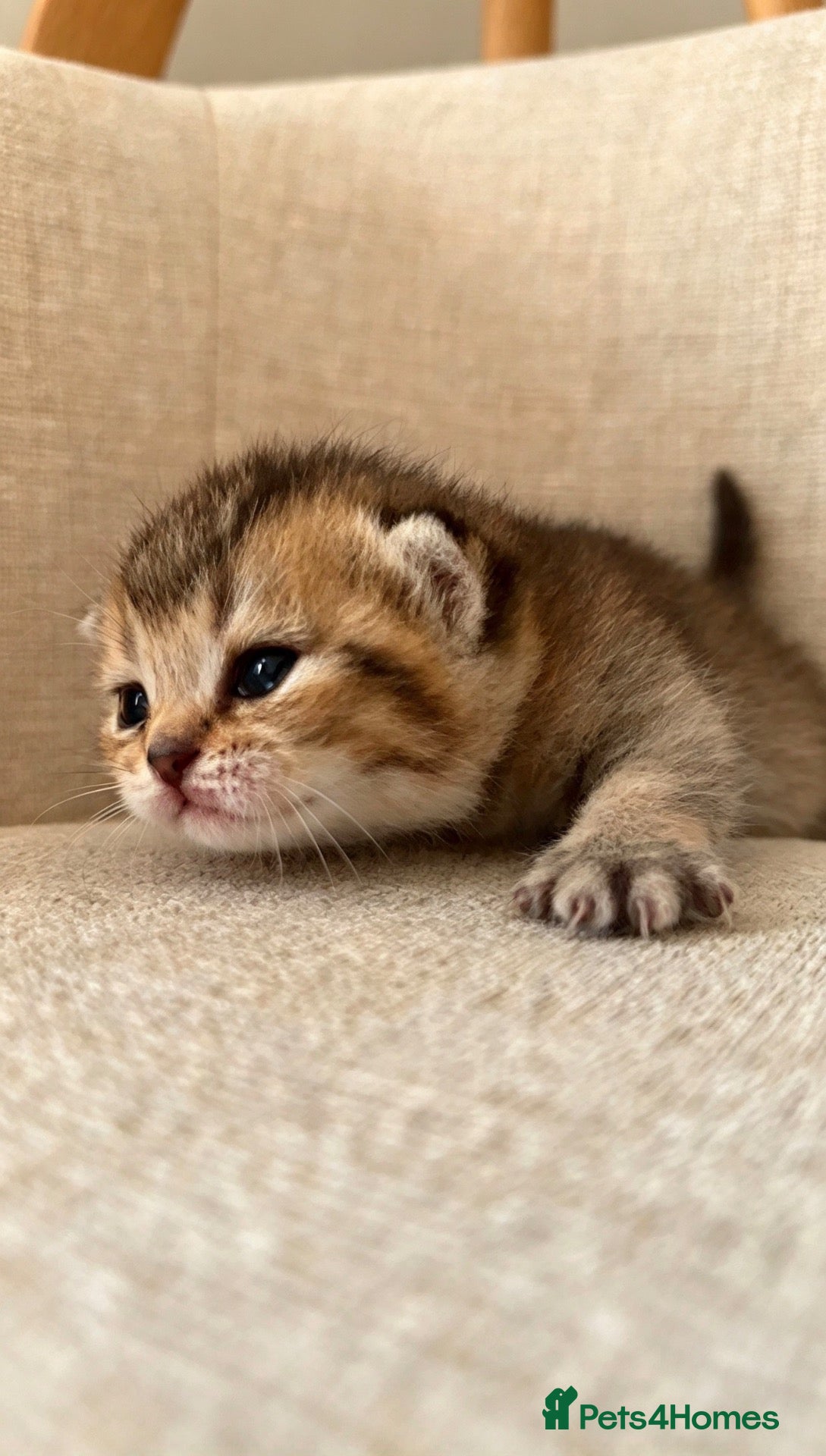 British Shorthair cats 🐾British Shorthair Golden Shaded Kittens🐾 - Advert 2