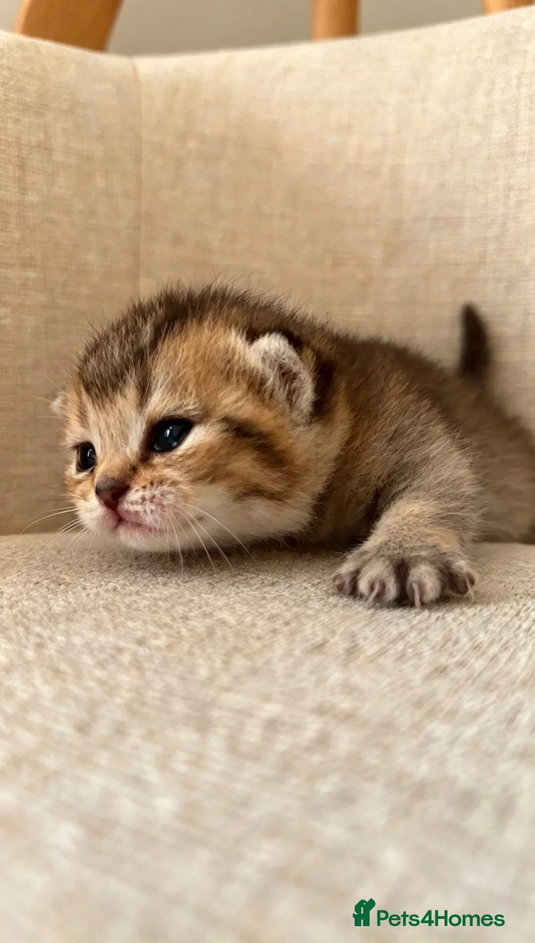British Shorthair cats for sale: 🐾British Shorthair Golden Shaded Kittens🐾 - Advert 2