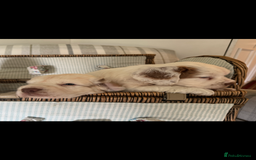 Clumber Spaniel dogs for sale: Fantastic Clumber Spaniel Puppy’s  - Image 1