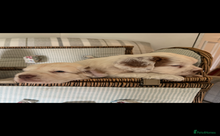 Clumber Spaniel dogs - Advert 6