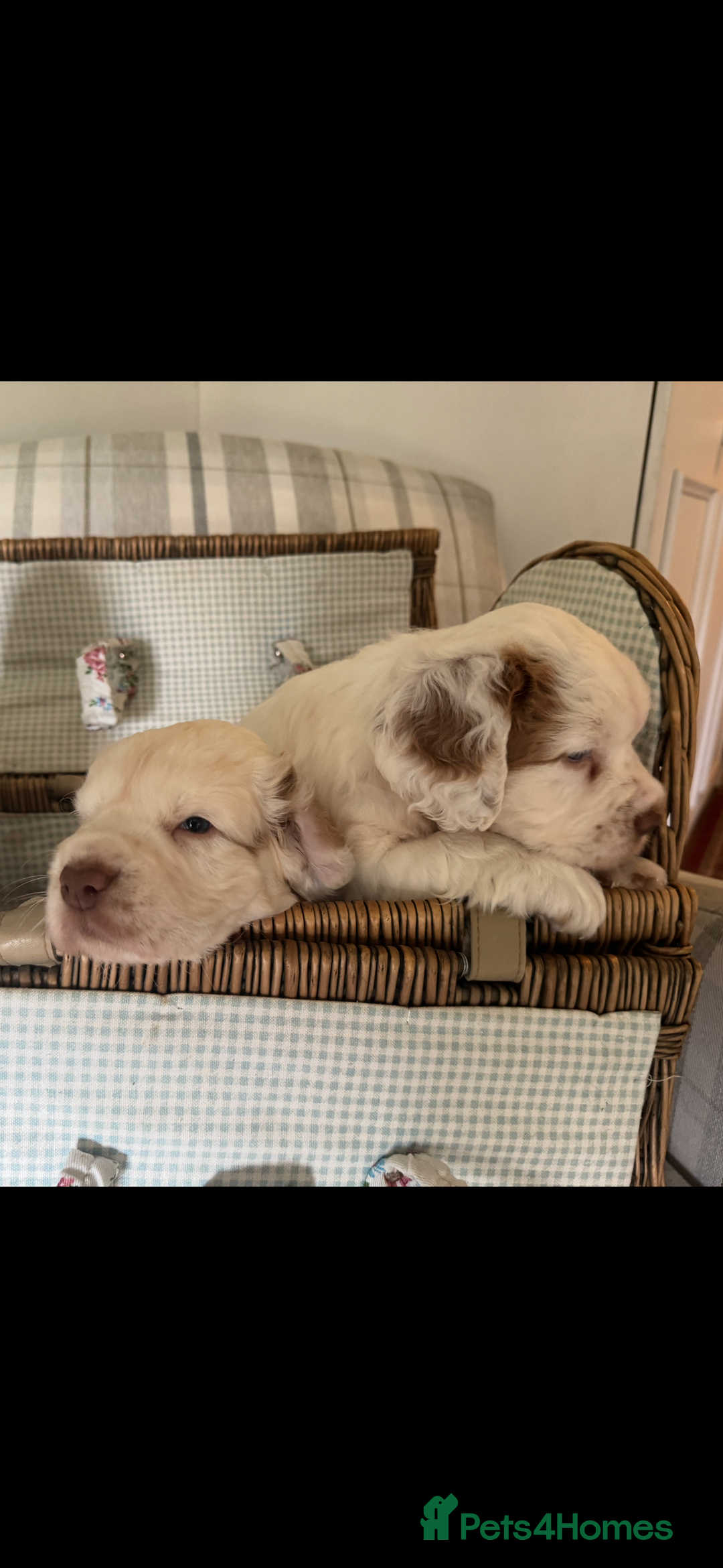Clumber Spaniel dogs for sale: Fantastic Clumber Spaniel Puppy’s  - Image 1