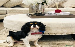 Cavapoo dogs for sale: Waiting list open for cavapoo puppies  - Image 2