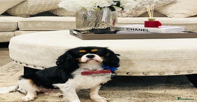 Cavapoo dogs - Advert 10