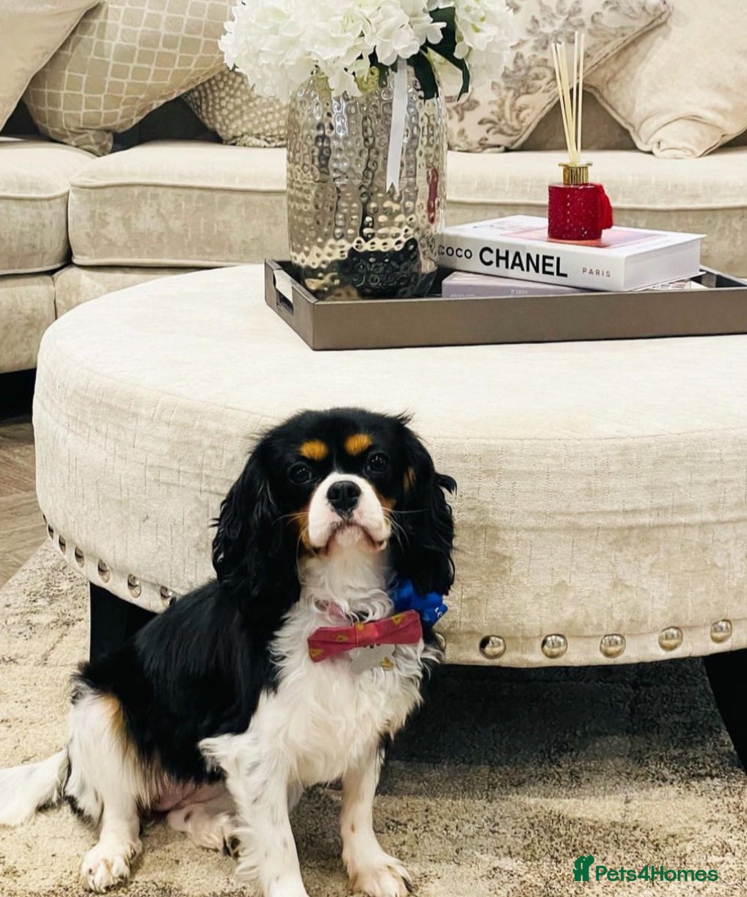Cavapoo dogs for sale: Waiting list open for cavapoo puppies  - Image 2