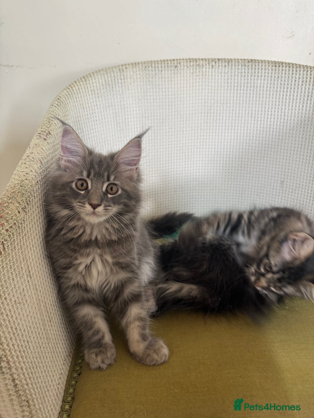 Maine Coon cats for sale: Ready Now! Pedigree Mainecoon kittens  - Image 11
