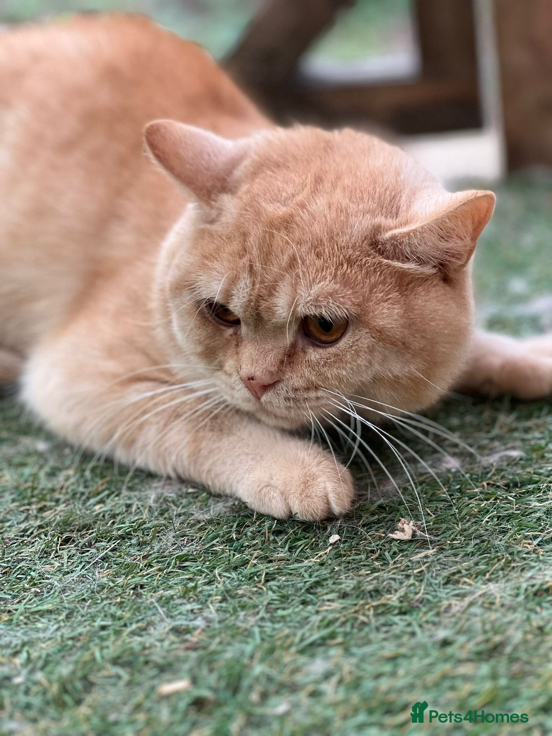 British Shorthair cats for sale: British Shorthair kittens - Image 25