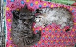 Maine Coon cats for sale: TICA Registered Maine Coon Kittens - Image 10