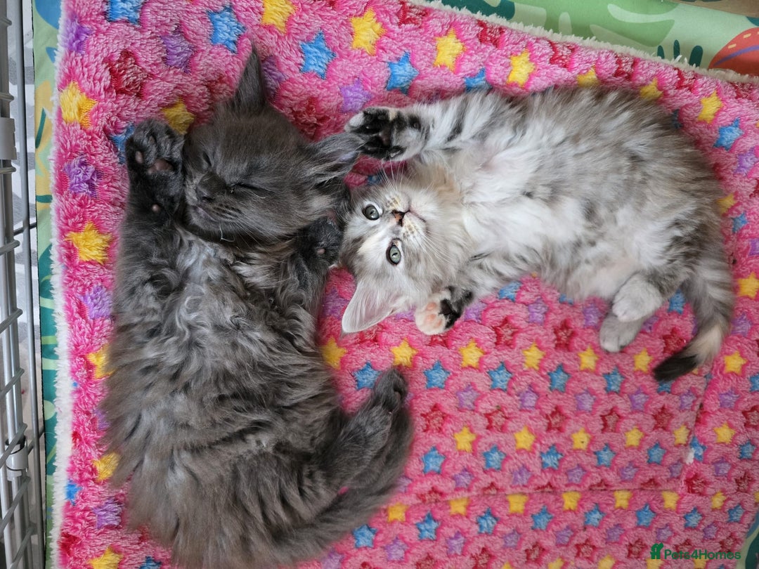 Maine Coon cats for sale: TICA Registered Maine Coon Kittens - Image 10