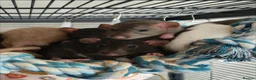 Rat rodents for sale: Baby rats! Mixed sexes and colours in Sheffield - Advert 2