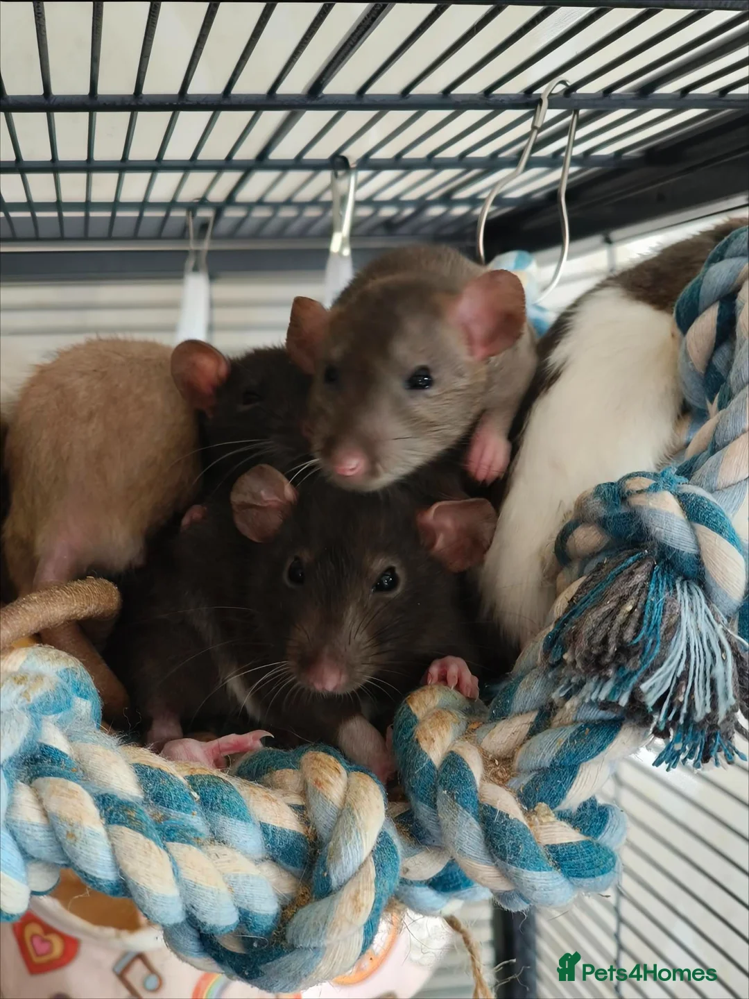 Rat rodents for sale: Baby rats! Mixed sexes and colours in Sheffield - Advert 2