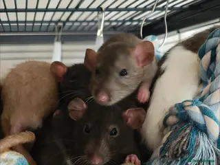 Rat rodents Baby rats! Mixed sexes and colours - Advert 2