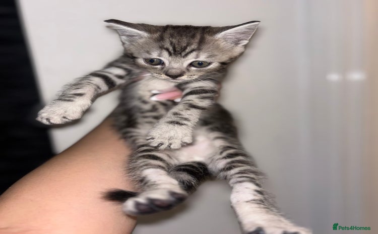 Scottish Fold cats - Advert 4