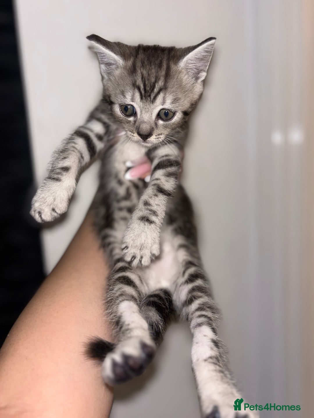 Scottish Fold cats for sale: Adorable Scottish Straight Kittens 💞 - Image 17