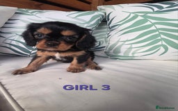 Cavalier King Charles Spaniel dogs for sale: Stunning Cavalier Puppies Ready2Go - Image 12