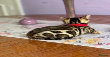 Bengal cats - Advert 8