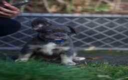 French Bulldog dogs for sale: Fluffy French bulldogs pending pink & testable  - Image 17