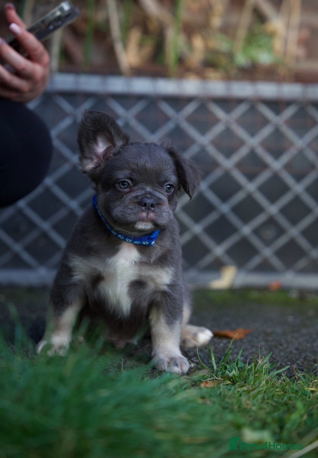 French Bulldog dogs for sale: Fluffy French bulldogs pending pink & testable  - Image 17