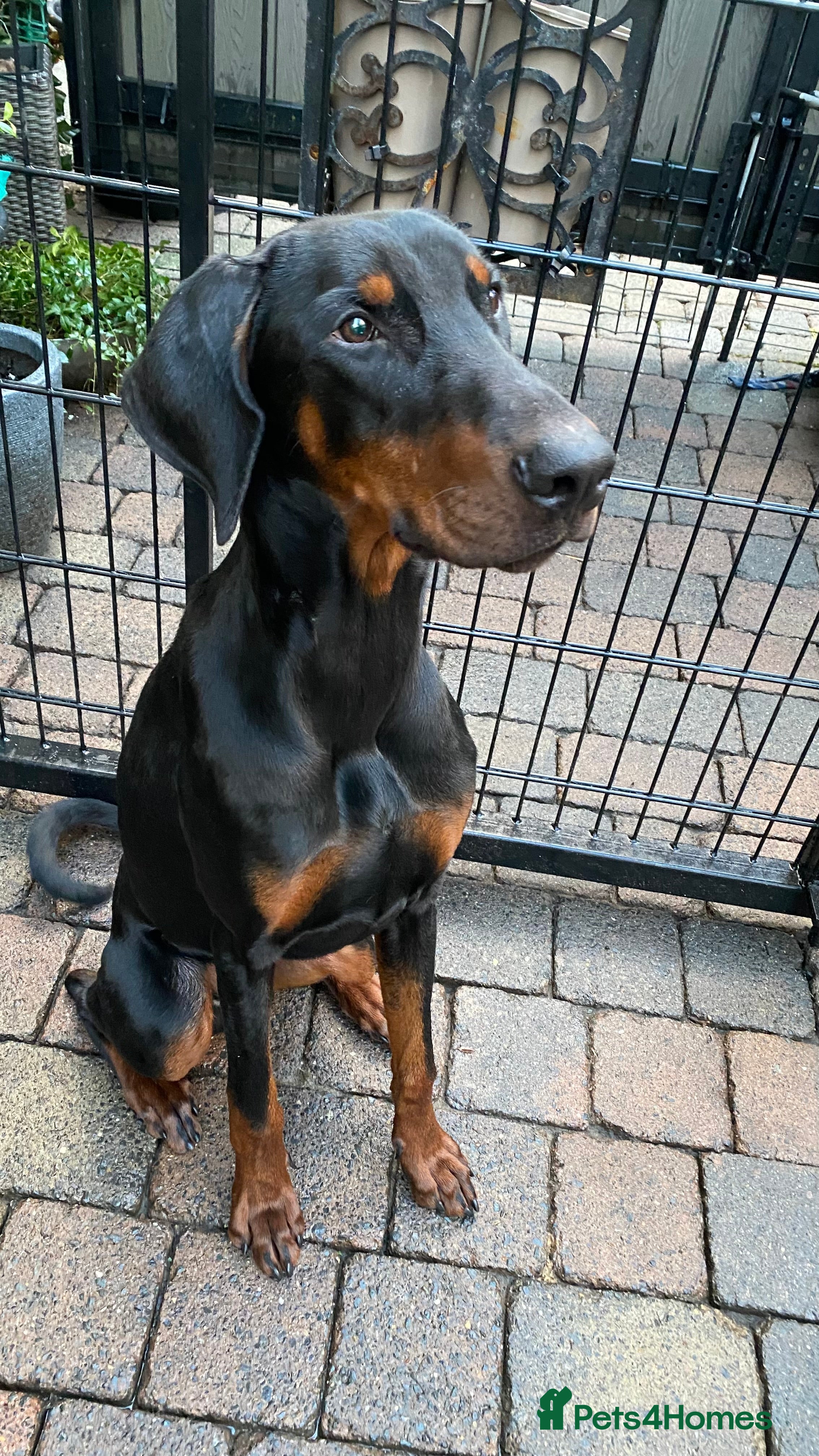 Dobermann dogs KC REGISTERED DOBERMAN ( 11 months old : Intact) - Advert 15