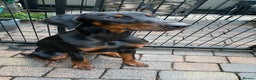 Dobermann dogs for sale: KC REGISTERED DOBERMAN ( 11 months old : Intact) - Advert 1