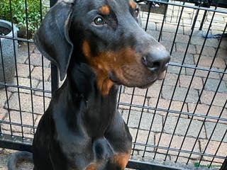 Dobermann dogs KC REGISTERED DOBERMAN ( 11 months old : Intact) - Advert 1