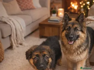 German Shepherd dogs Charming german shepherd puppy - Advert 1