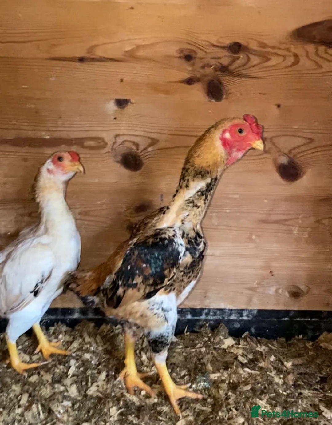 Chickens poultry for sale: Ko Sharma three pairs - Advert 1