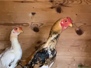 Chickens poultry Ko Sharma three pairs - Advert 10