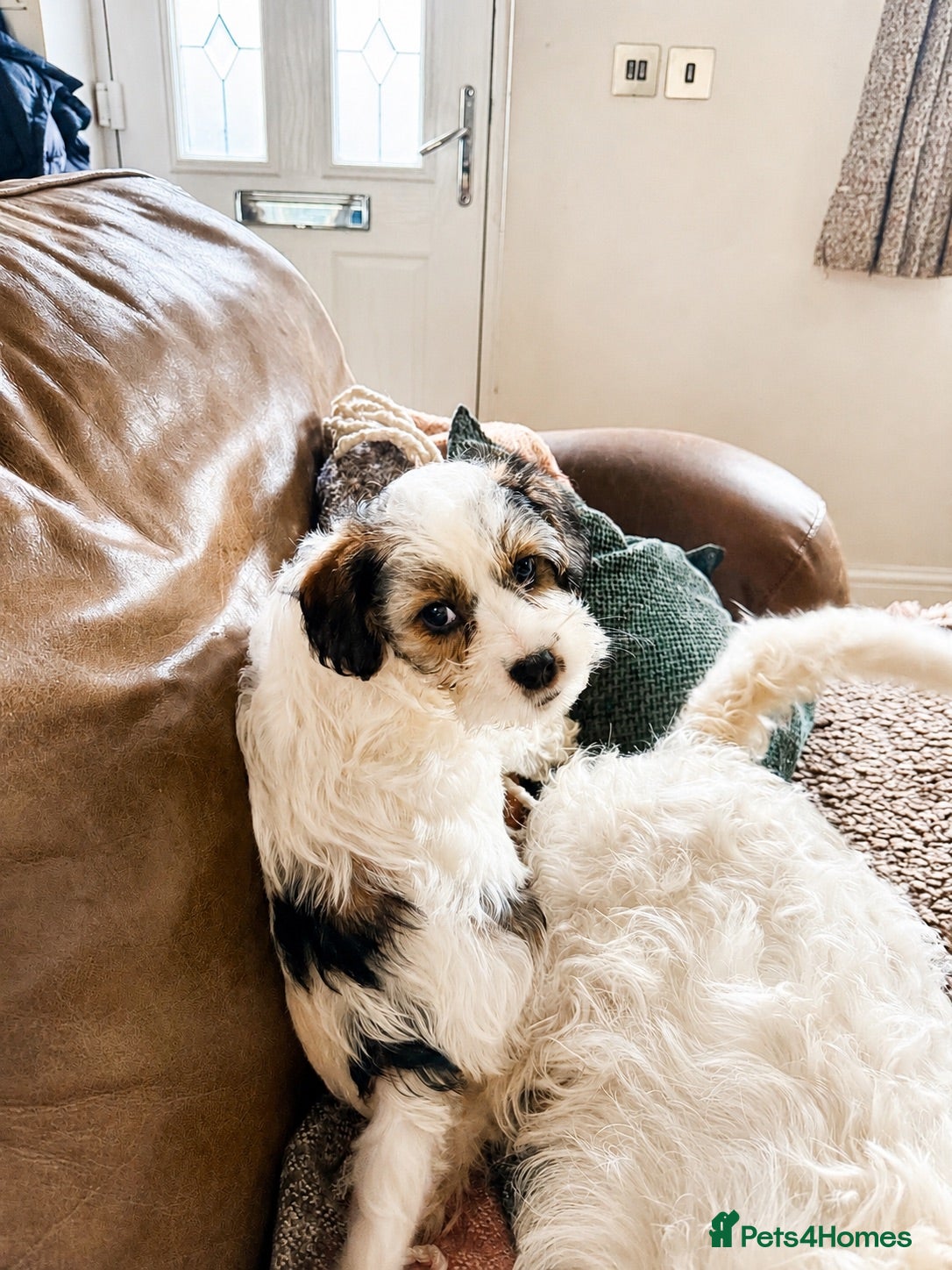 Mixed Breed dogs 🐾 Beautiful Male Terrier Puppy – Ready Now 🐾 - Advert 1