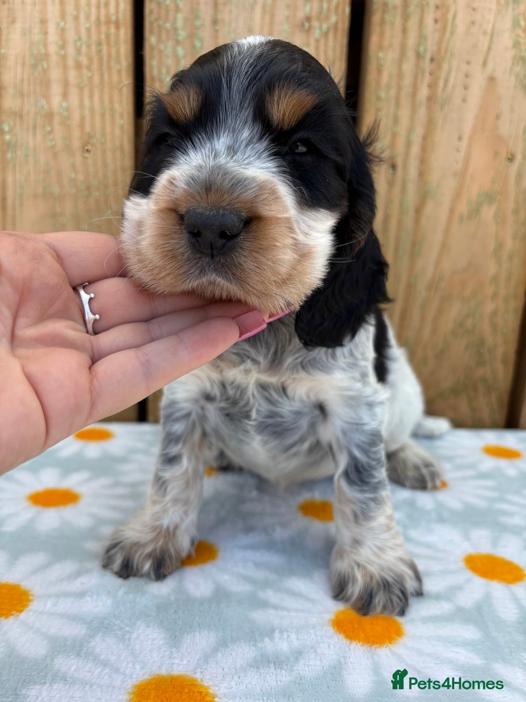Cocker Spaniel dogs for sale: Ready 30th august import lines  - Image 27