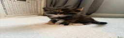 Mixed Breed cats for sale: Mixed breed kittens  - Advert 8