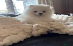 Pomeranian dogs for sale: 🐾✨ Rare White Extra Tiny Size Pomeranian Puppies  - Image 9