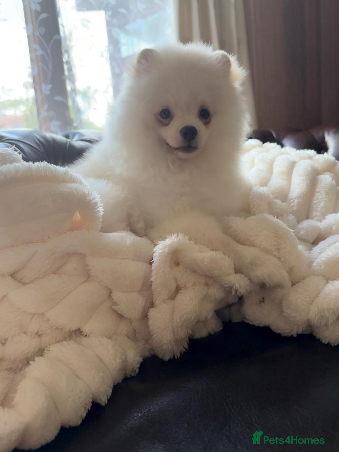 Pomeranian dogs for sale: 🐾✨ Rare White Extra Tiny Size Pomeranian Puppies  - Image 9