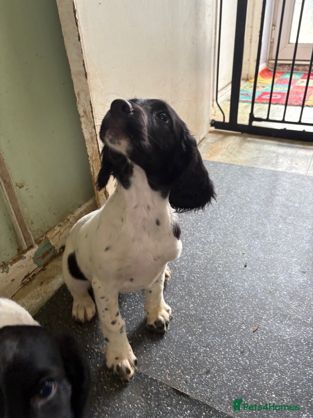 English Springer Spaniel dogs for sale: KC Registered English springer spaniel puppies. - Image 30