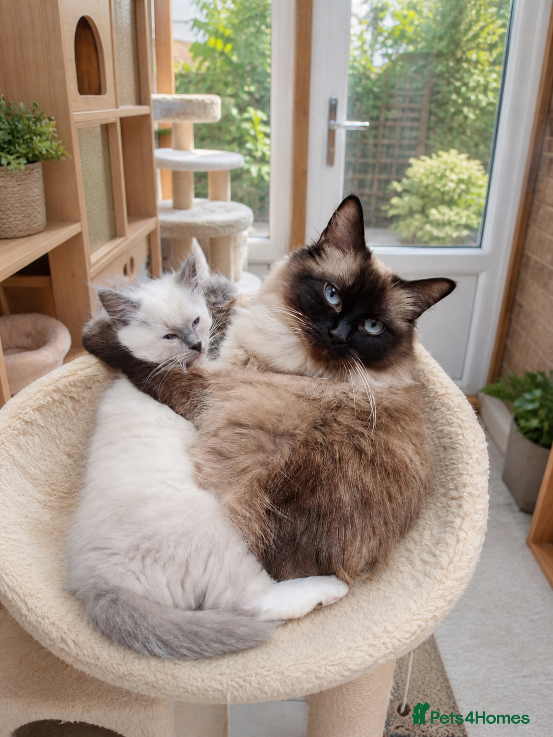Ragdoll cats for sale: 1 Girl 💜 1 Boy💙 - Advert 1