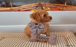 Cavachon dogs for sale: Cavapoochon Boy 16 wks old - Image 1