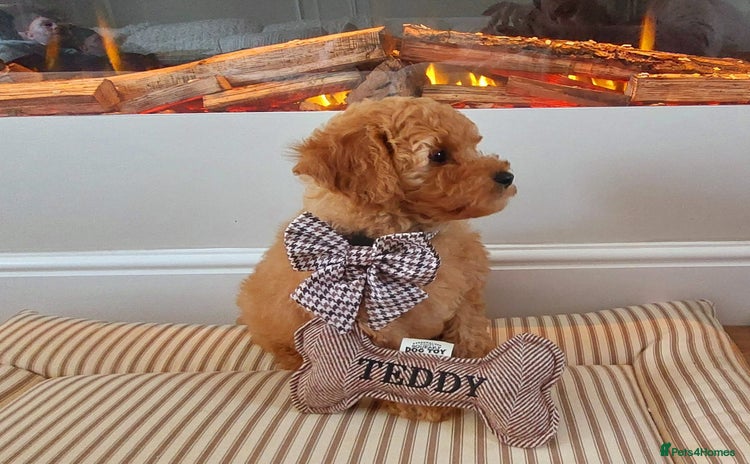 Cavachon dogs - Advert 10