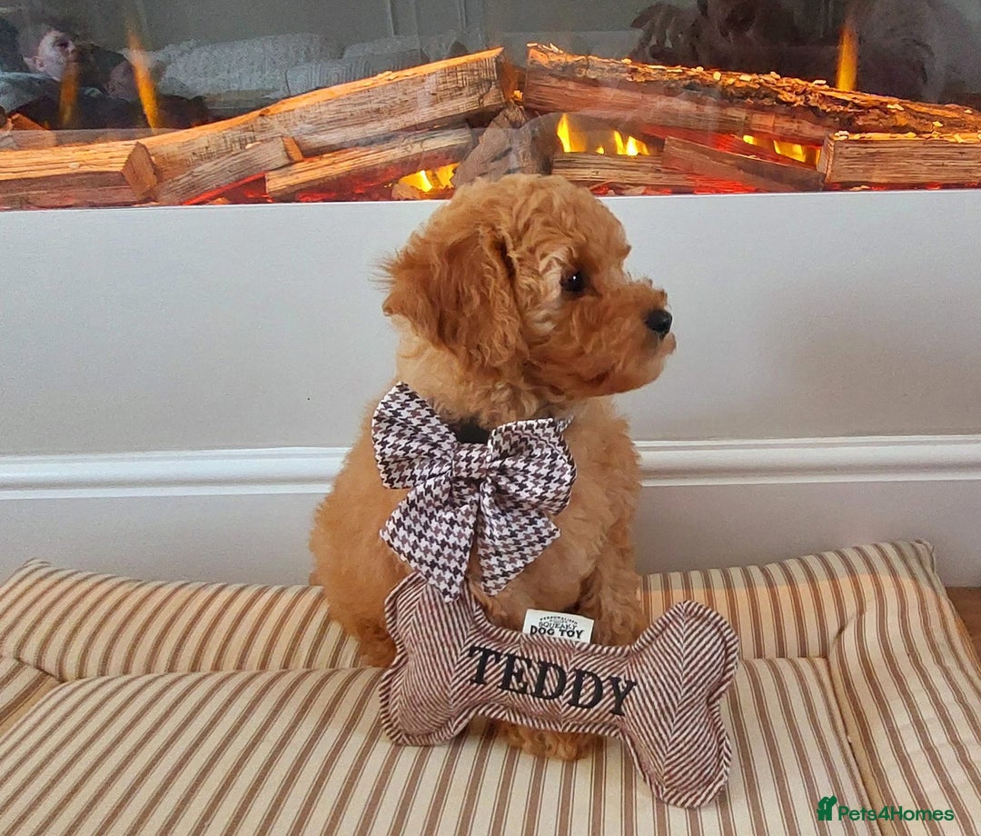 Cavachon dogs for sale: Cavapoochon Boy 16 wks old - Image 1