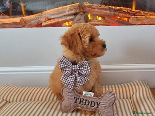 Cavachon dogs - Advert 9