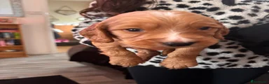 Cocker Spaniel 3
