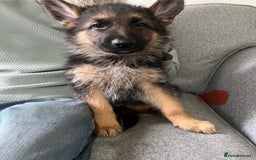 German Shepherd dogs for sale: Beautiful KC Registered German Shepherd Pups  - Image 3