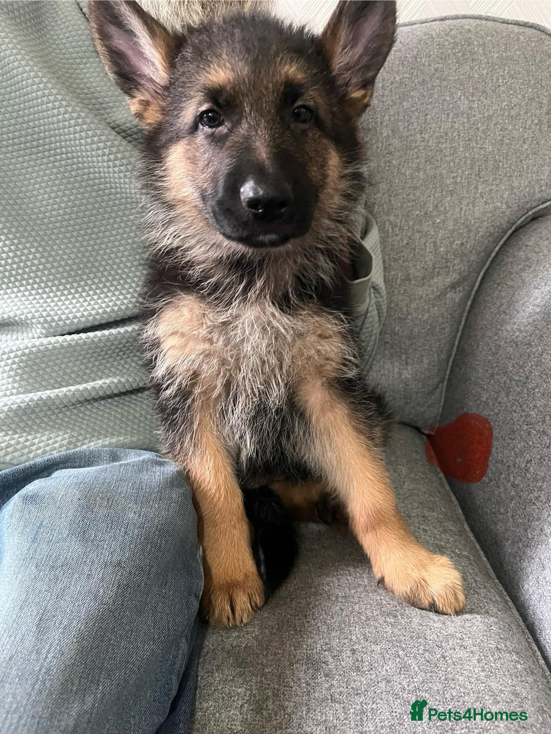 German Shepherd dogs for sale: Beautiful KC Registered German Shepherd Pups  - Image 3
