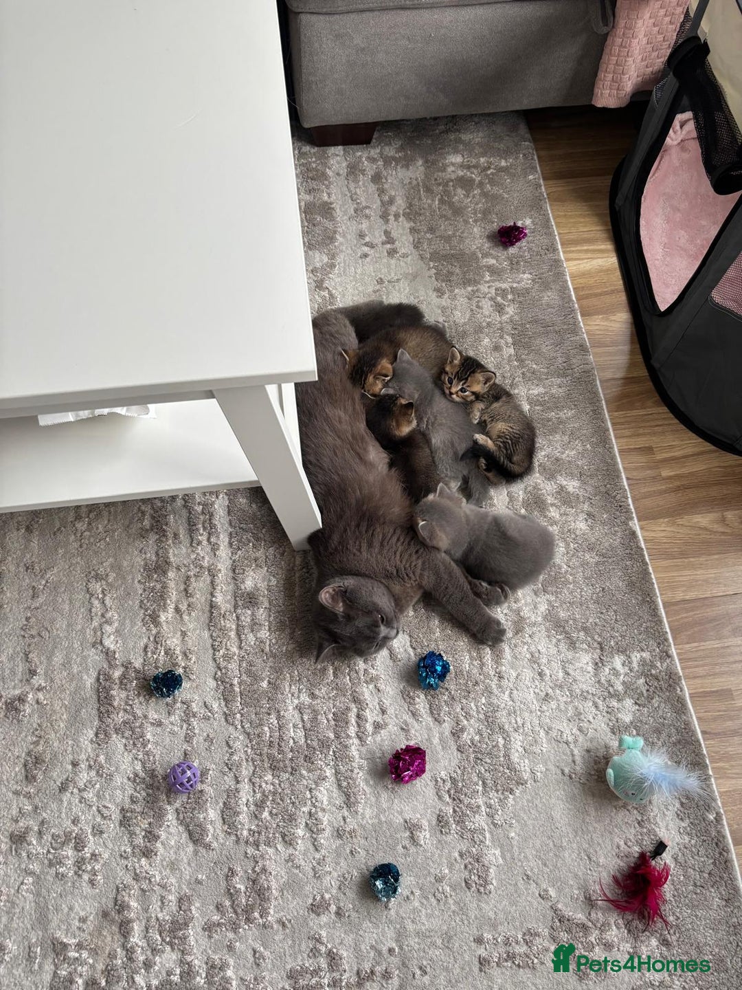 British Shorthair cats for sale: 4 British shorthair kittens available  - Advert 9